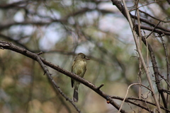 Empidonax occidentalis