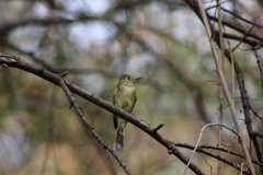 Empidonax occidentalis
