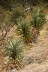 Yucca madrensis