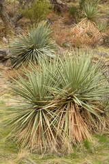 Yucca madrensis