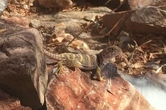Crotaphytus nebrius