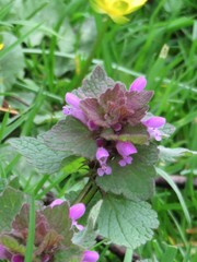 Lamium purpureum