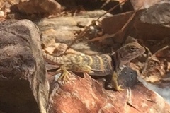 Crotaphytus nebrius