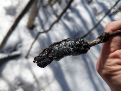 Trichothecium roseum