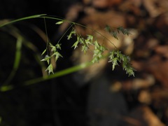 Poa autumnalis