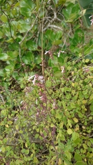 Pseudocreobotra wahlbergi