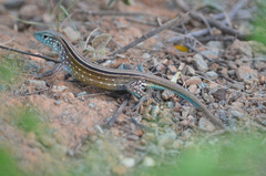 Cnemidophorus gaigei