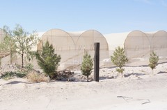 Pinus brutia eldarica