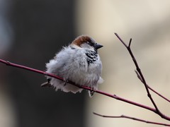 Passer domesticus