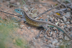 Cnemidophorus gaigei