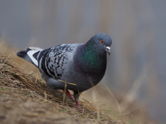 Columba livia domestica