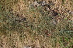 Festuca rupicola