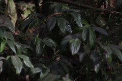 Empidonax occidentalis