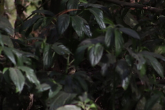 Empidonax occidentalis