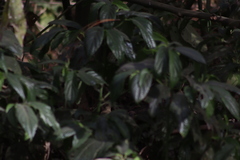 Empidonax occidentalis