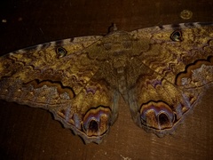 Ascalapha odorata