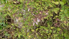 Aeollanthus parvifolius