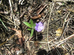 Ruellia taboleirana