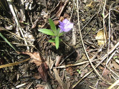 Ruellia taboleirana
