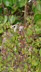 Aeollanthus parvifolius