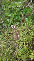 Aeollanthus parvifolius