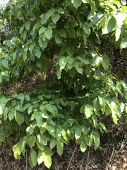 Platymiscium trifoliolatum