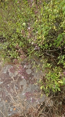 Aeollanthus parvifolius