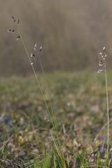 Anthoxanthum australe