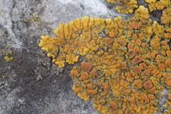 Variospora flavescens