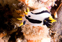 Polycera capensis