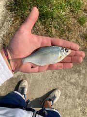 Blicca bjoerkna