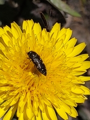 Acmaeodera tubulus