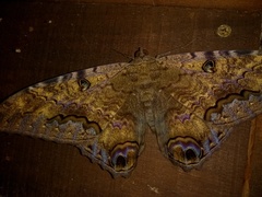 Ascalapha odorata