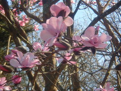 Magnolia