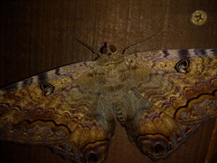 Ascalapha odorata