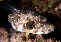 Stripebelly Puffer photo 5