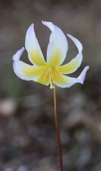 Erythronium helenae