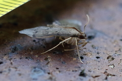 Piletocera macroperalis