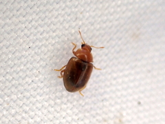 Rhyzobius litura
