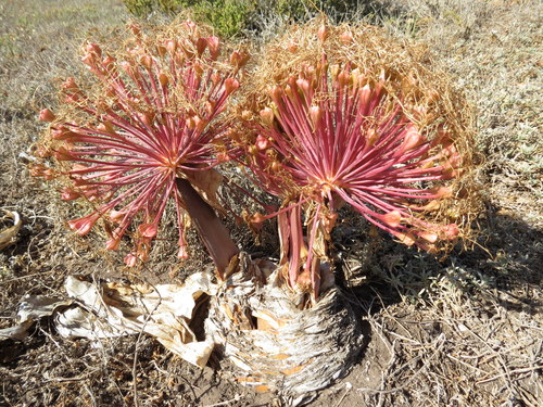 Oxbane Brush Oxbane (Boophone haemanthoides) · iNaturalist United Kingdom