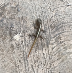 Cnemaspis mysoriensis