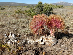 Boophone haemanthoides