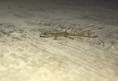 Cnemaspis mysoriensis