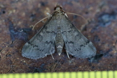 Piletocera macroperalis