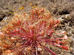 Boophone haemanthoides