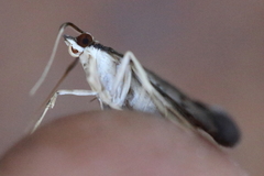 Piletocera macroperalis
