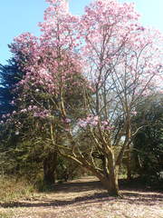 Magnolia