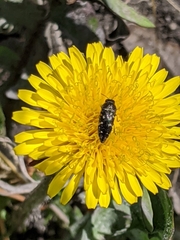 Acmaeodera tubulus