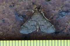 Piletocera macroperalis