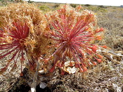 Boophone haemanthoides